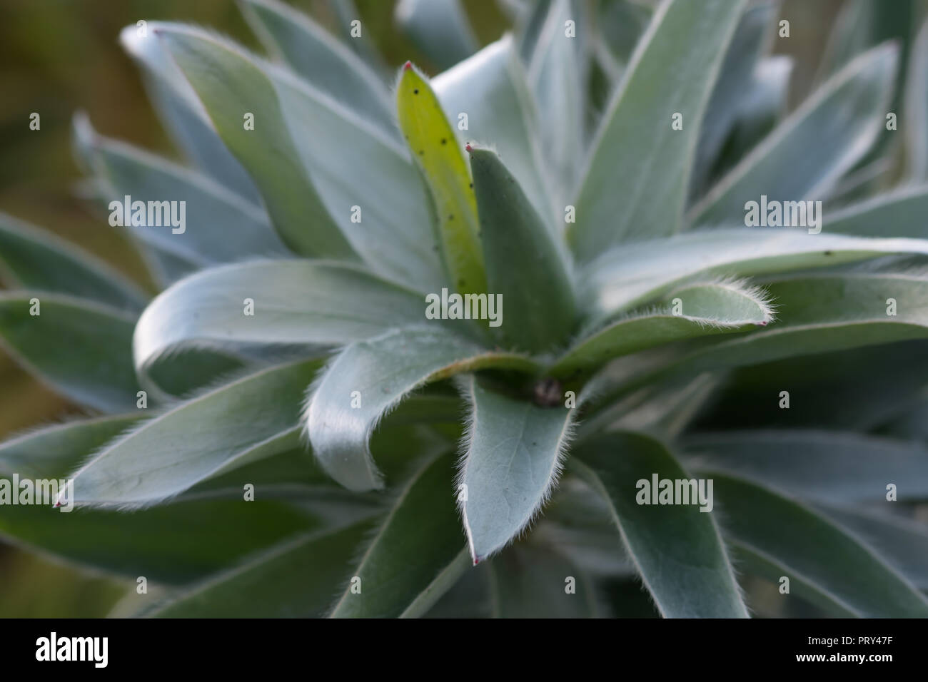 Hairy leaves of the beautiful tree that grows on the slopes of Table ...