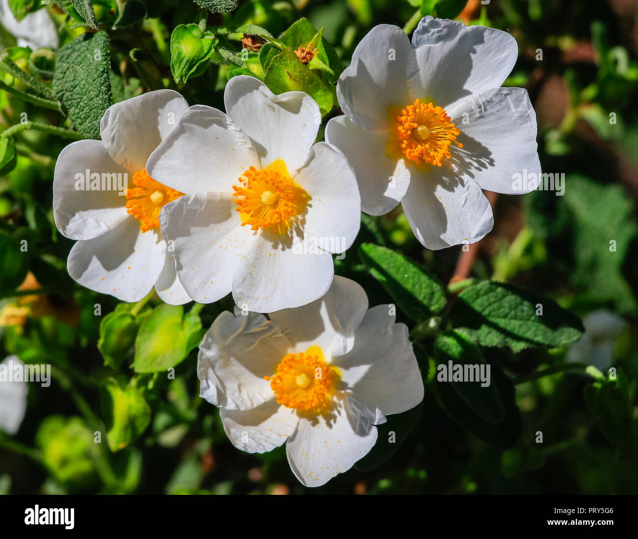 White rockrose flower in Mediterranean spring, Cistus salviifolius