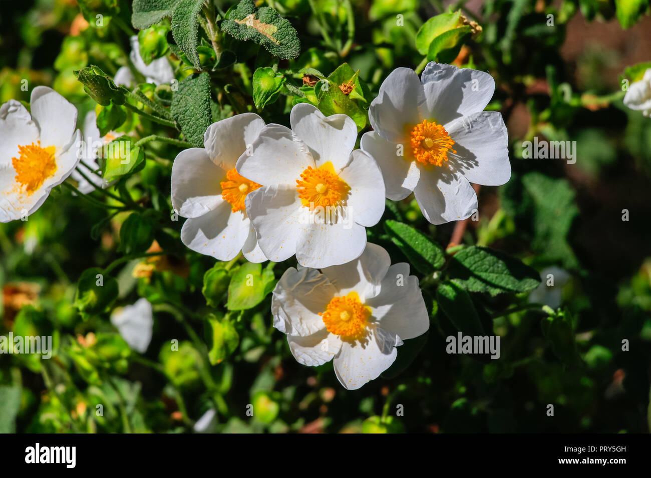 White rockrose flower in Mediterranean spring, Cistus salviifolius