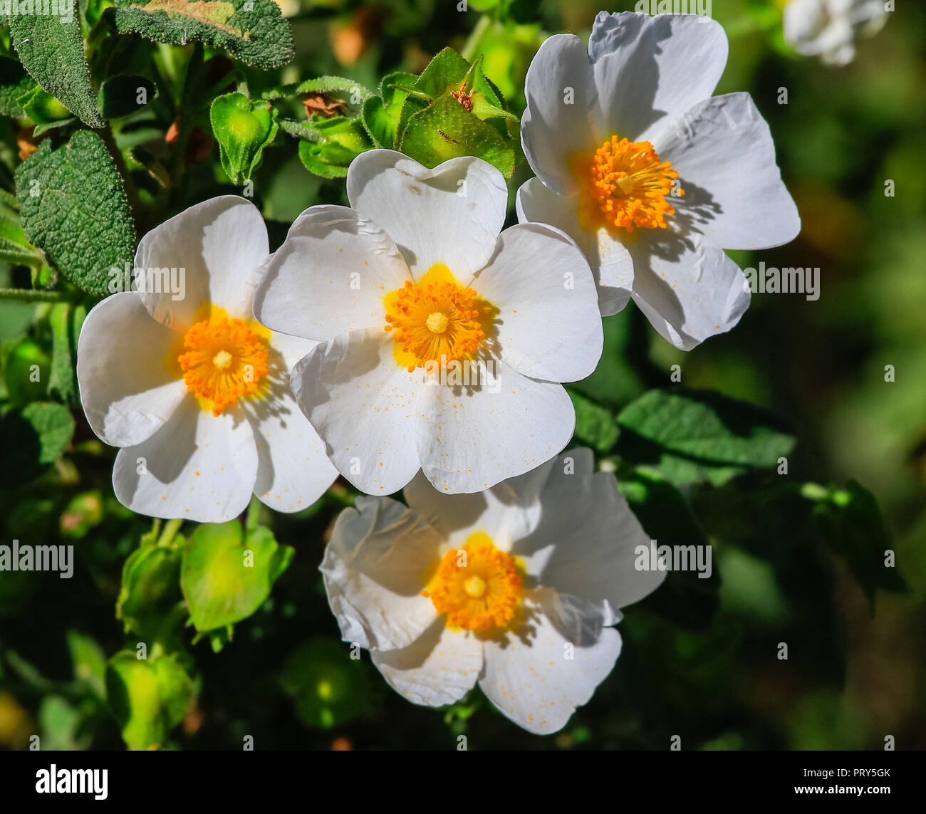 White rockrose flower in Mediterranean spring, Cistus salviifolius