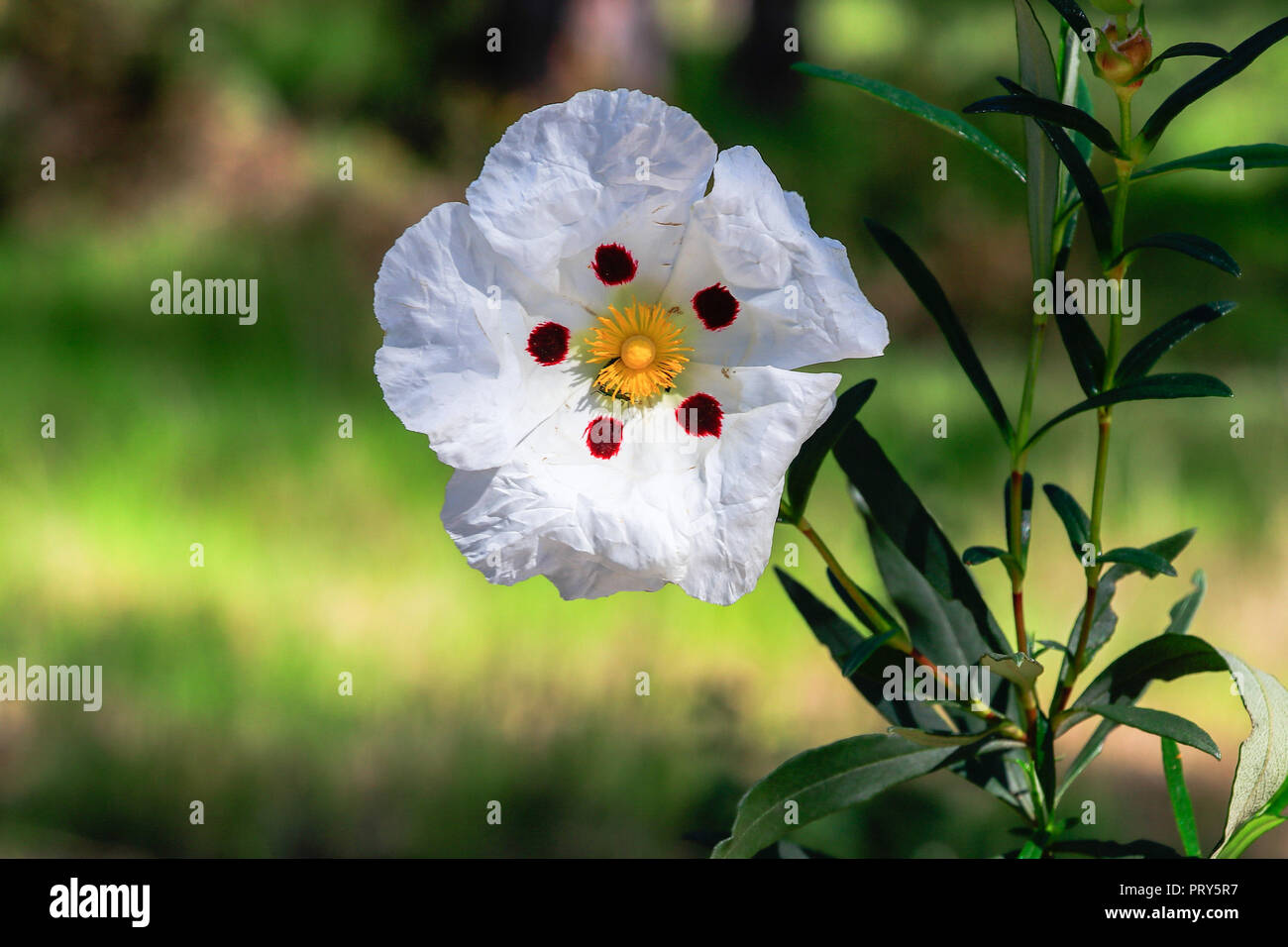 White rockrose flower in Mediterranean spring, Cistus salviifolius