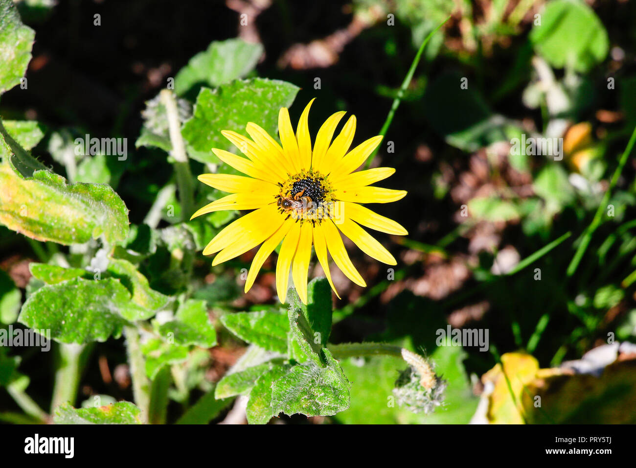 Wild spring flower in nature with natural background Stock Photo