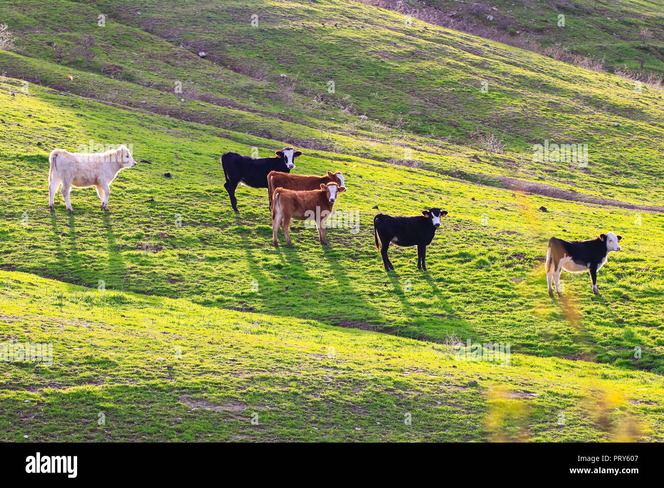 Bulls and cows with calves in Spanish landscape with meadows Stock