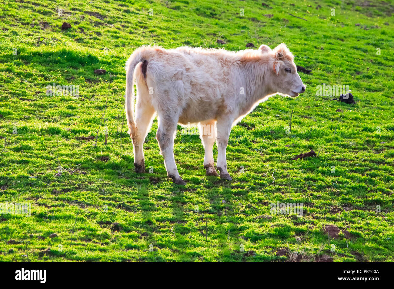 Bulls and cows with calves in Spanish landscape with meadows Stock