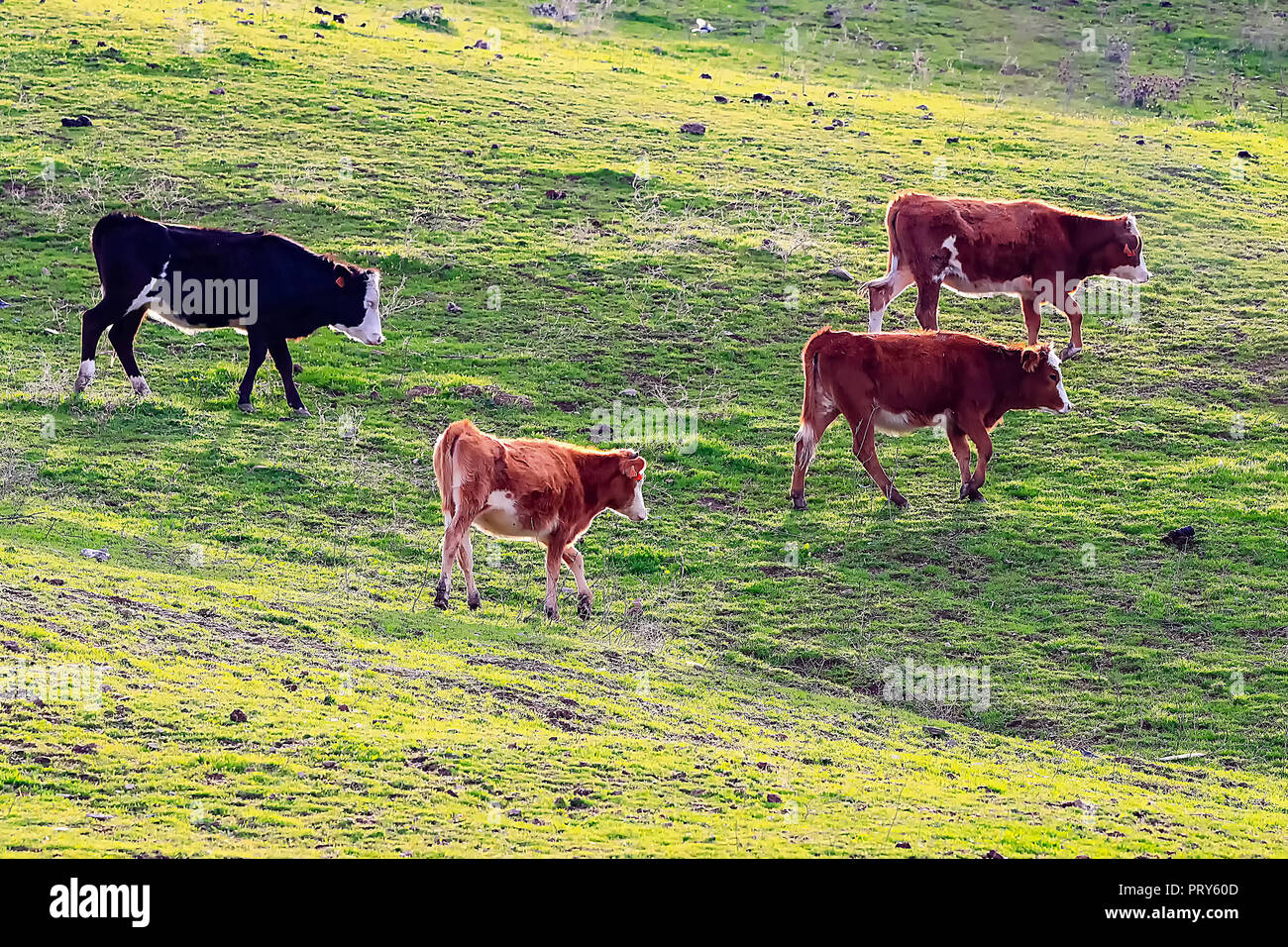 Bulls and cows with calves in Spanish landscape with meadows Stock