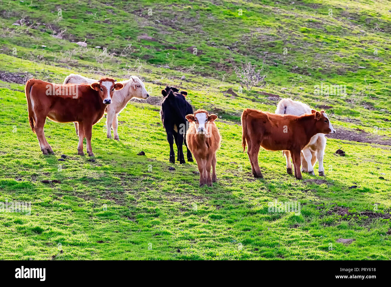 Bulls and cows with calves in Spanish landscape with meadows Stock
