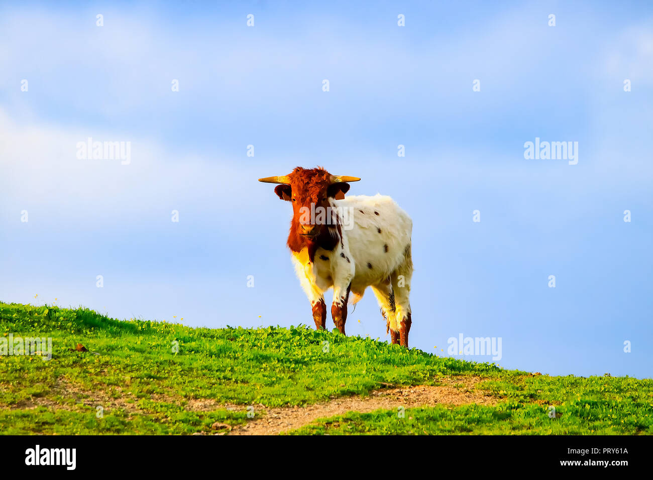 Bulls and cows with calves in Spanish landscape with meadows Stock