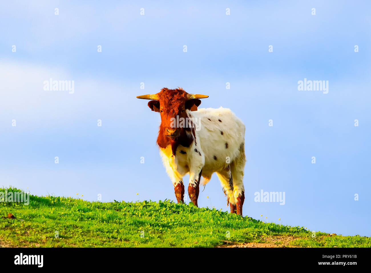 Bulls and cows with calves in Spanish landscape with meadows Stock