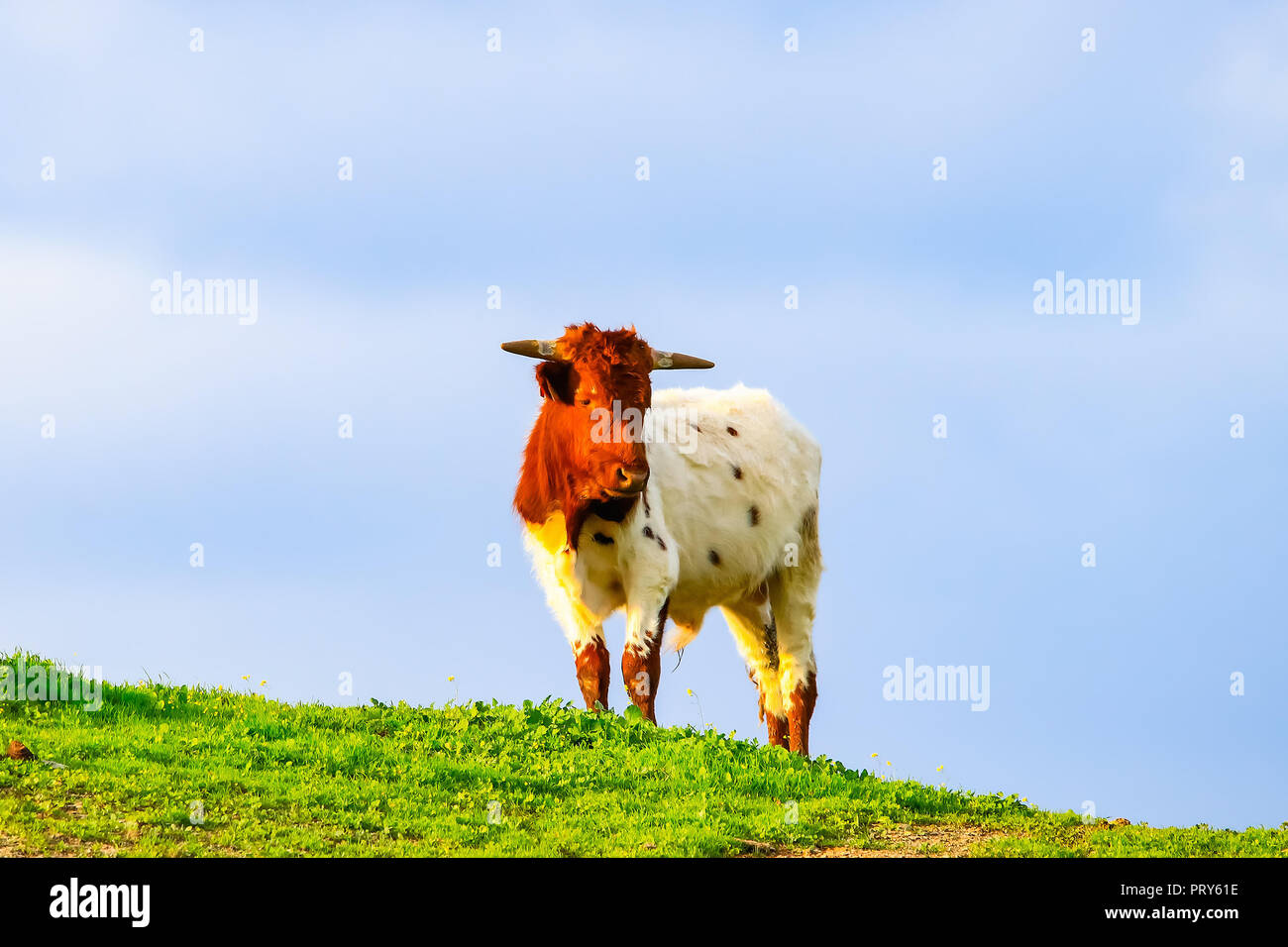 Bulls and cows with calves in Spanish landscape with meadows Stock