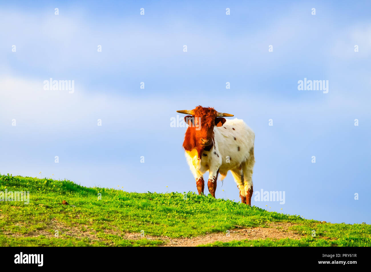 Bulls and cows with calves in Spanish landscape with meadows Stock