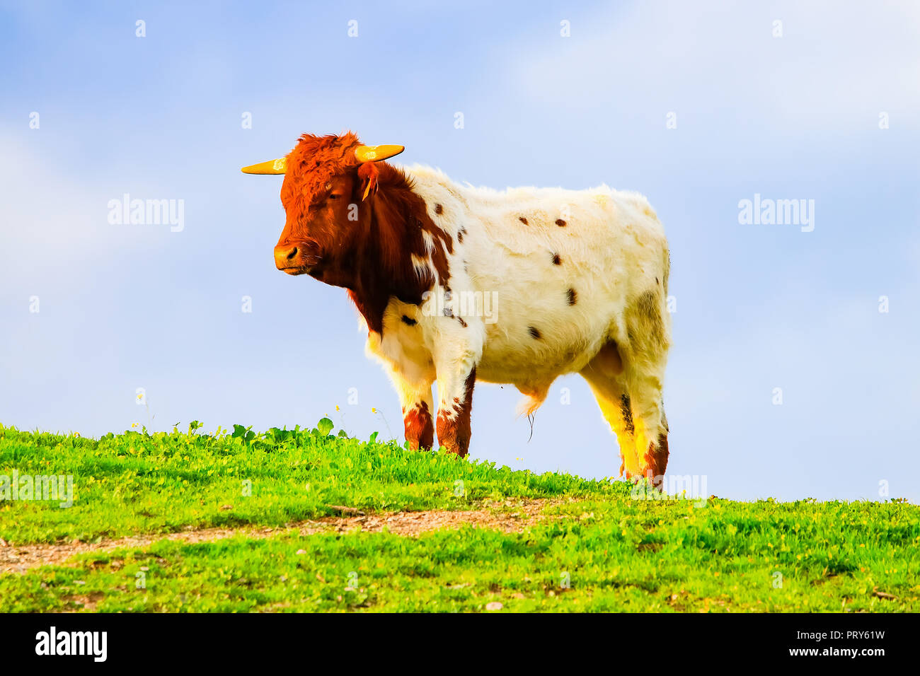 Bulls and cows with calves in Spanish landscape with meadows Stock