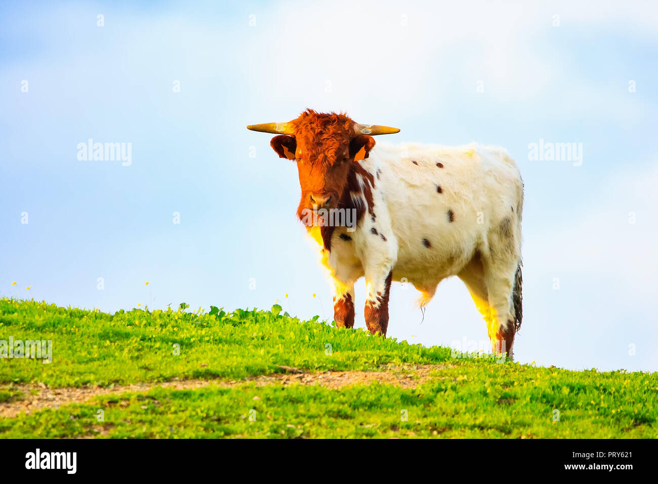 Bulls and cows with calves in Spanish landscape with meadows Stock