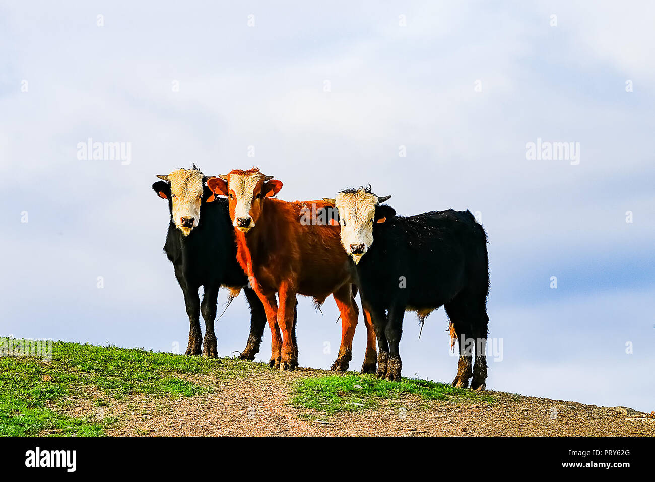 Bulls and cows with calves in Spanish landscape with meadows Stock