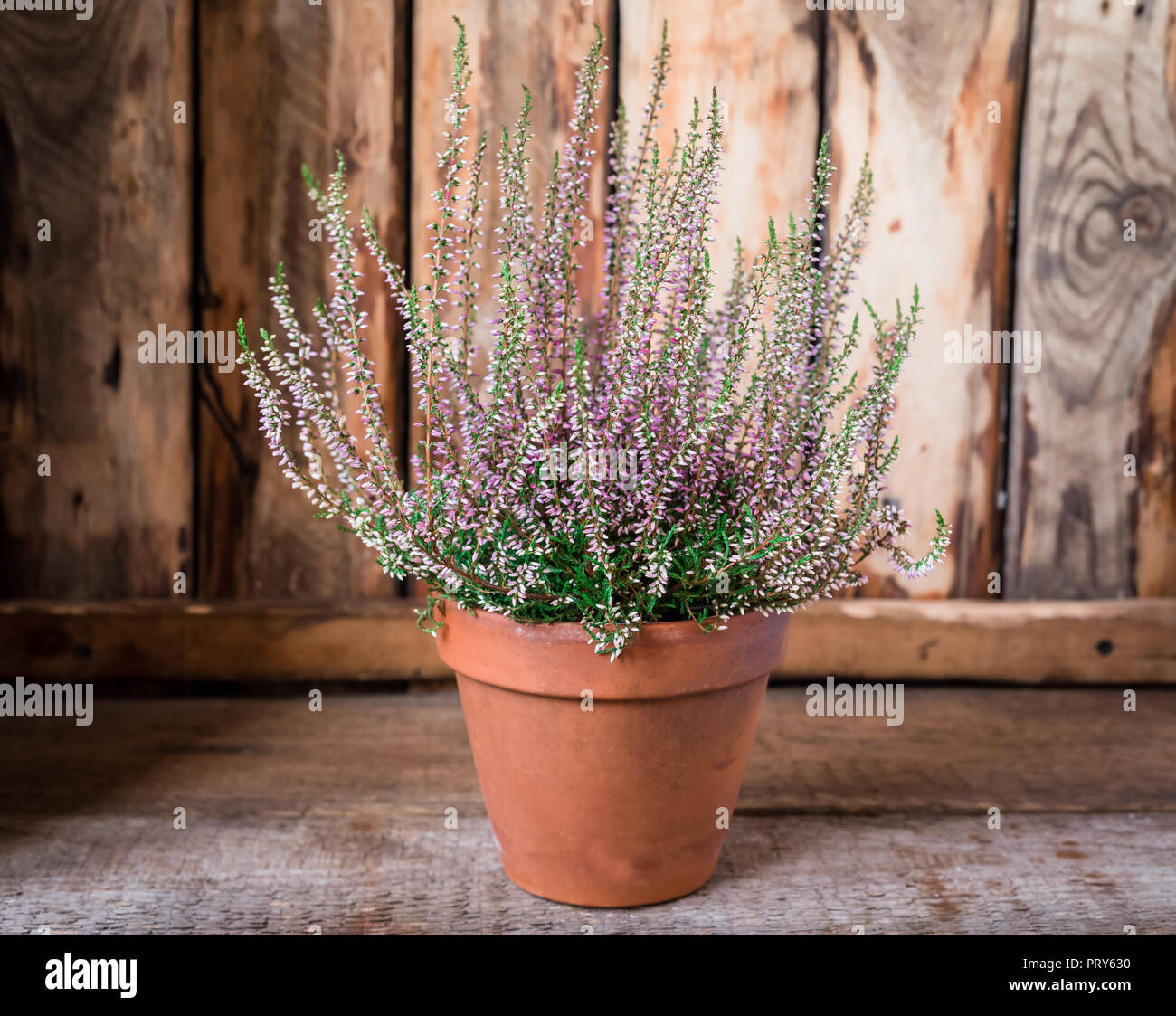 Cultivated potted pink calluna vulgaris or common heather flowers standing on wooden background, toned Stock Photo