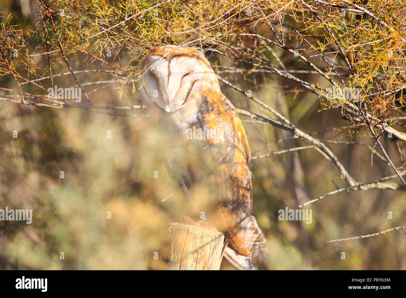 Barn Owl Perched On A Fence Post Sunbathing In A Sunny Day In