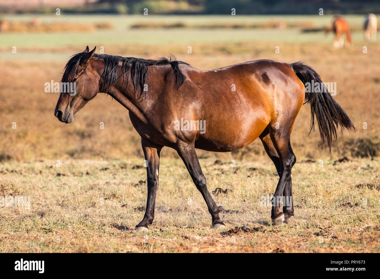 Purebred andalusian spanish horse on dry pasture in 'Doñana National Park' Donana nature reserve in El Rocio village at sunset Stock Photo