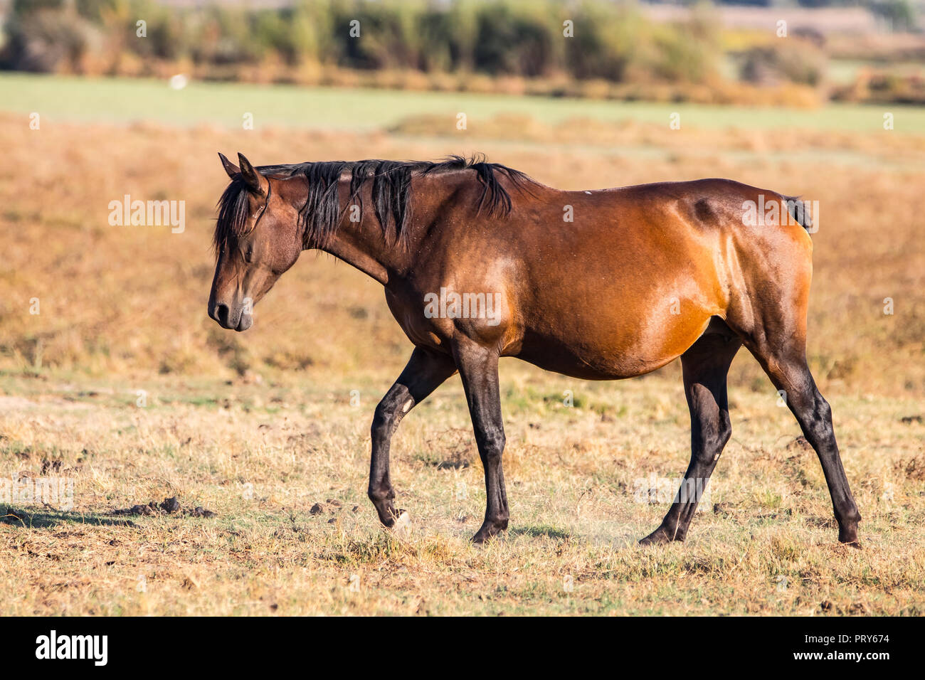 Horses mating hi-res stock photography and images - Page 3 - Alamy