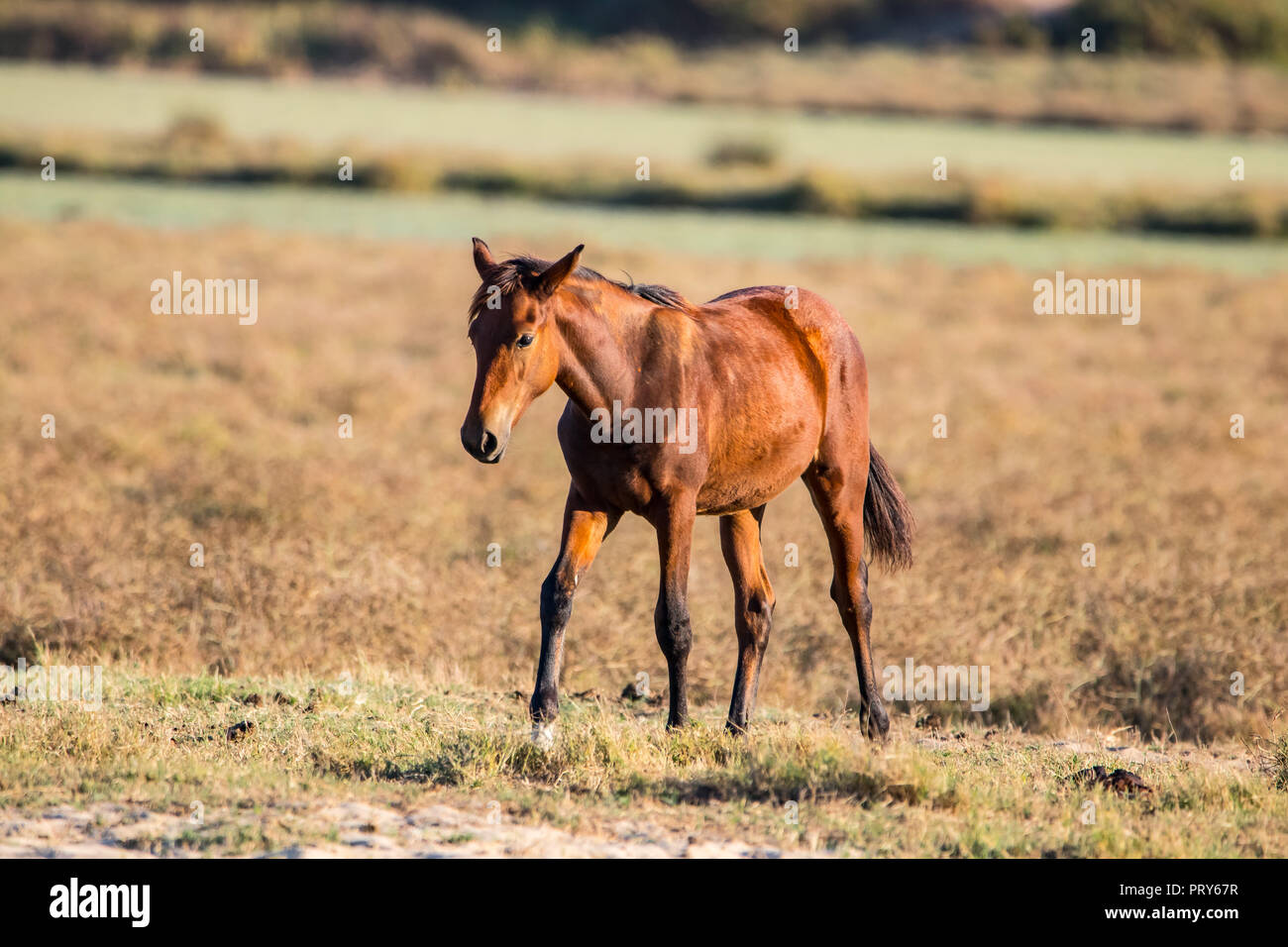 Horses mating hi-res stock photography and images - Page 3 - Alamy