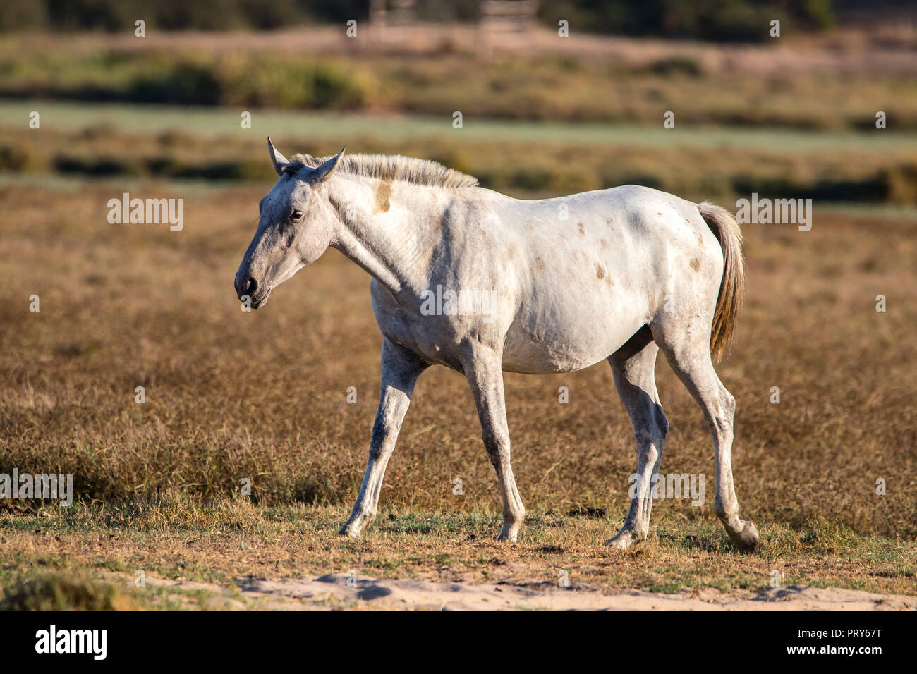 Horses mating hi-res stock photography and images - Page 3 - Alamy