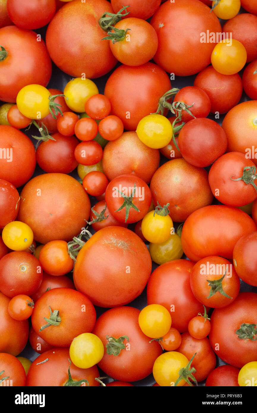 Tomato varieties uk hires stock photography and images Alamy