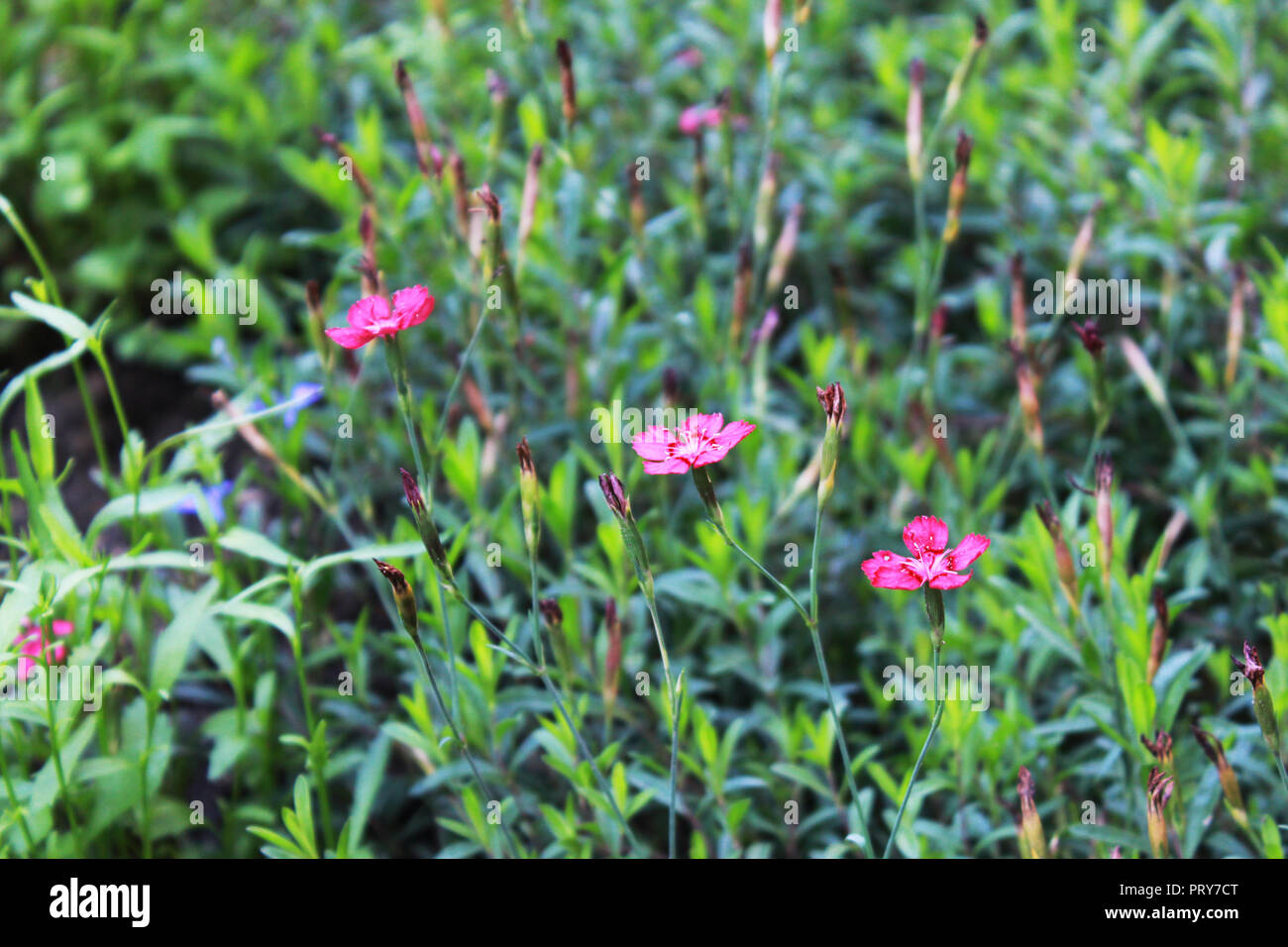 Dianthus deltoides flower. three pink flowers on a flower bed near a house in the city. Stock Photo