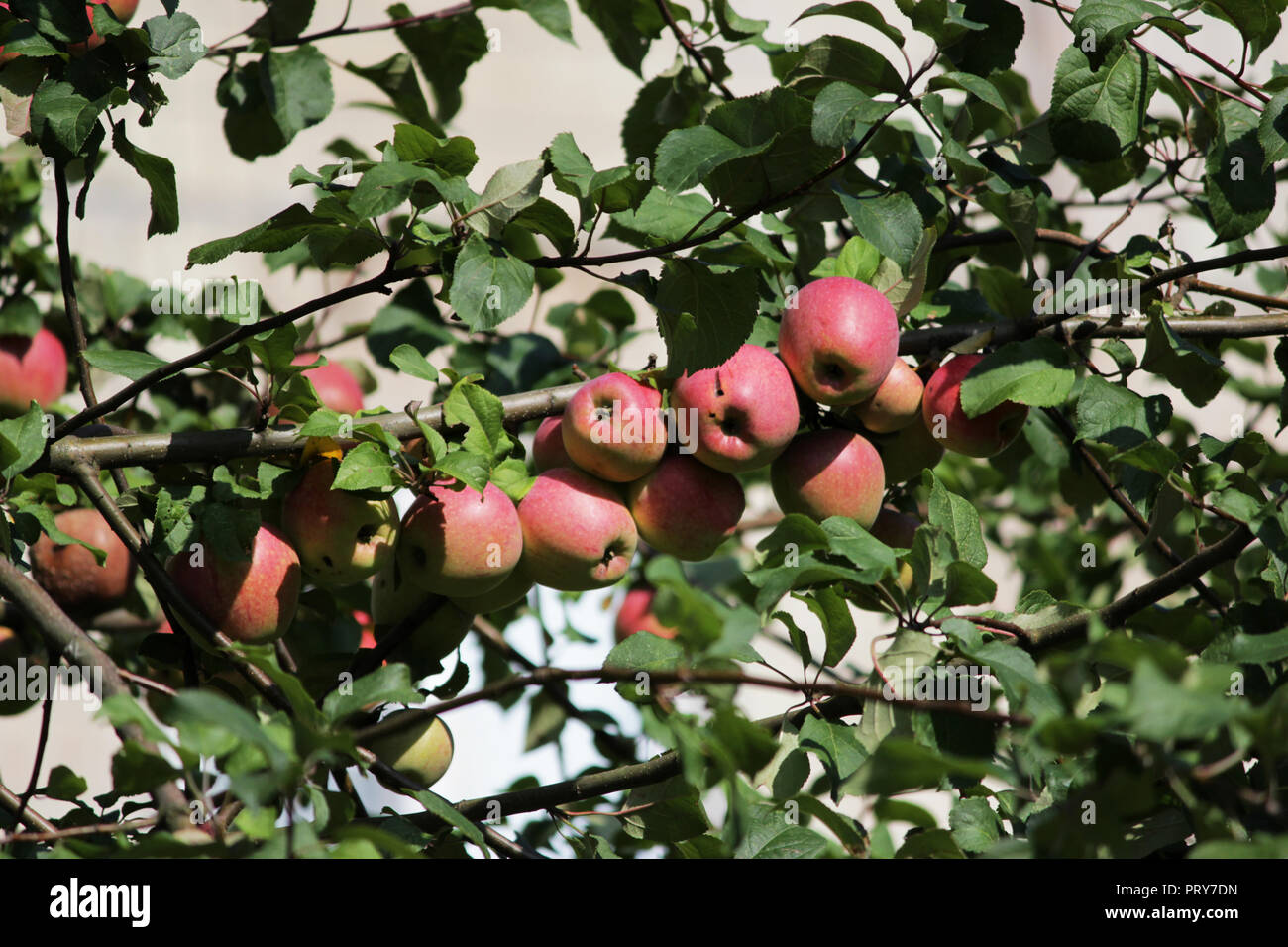 Fruits of apple on a tree, one of which is damaged and Infected by the penetration of the larva into the fruits Stock Photo