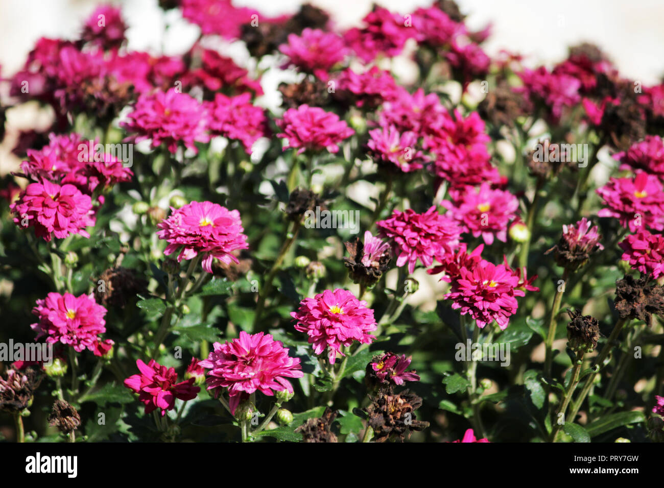 perennial spray chrysanthemum dark pink color with fading flowers in the fall on a city