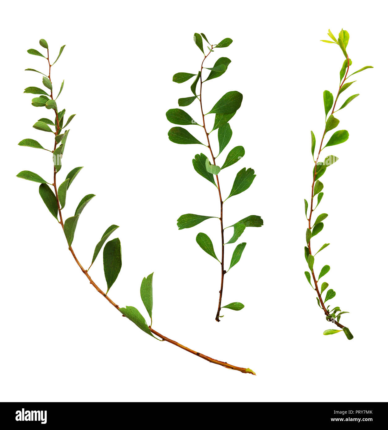 Set of twigs with small green leaves isolated on white background Stock ...