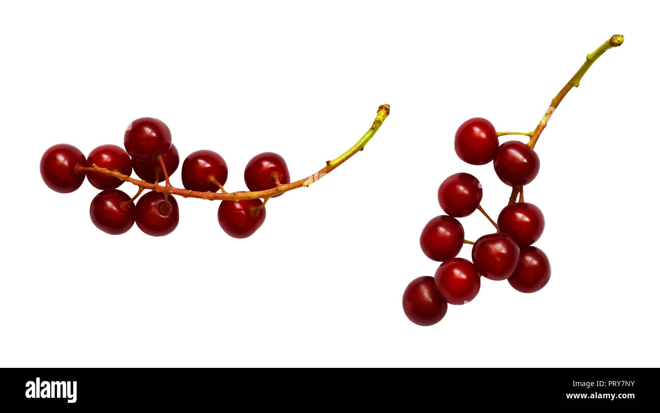 Set of red bird-cherries isolated on white Stock Photo