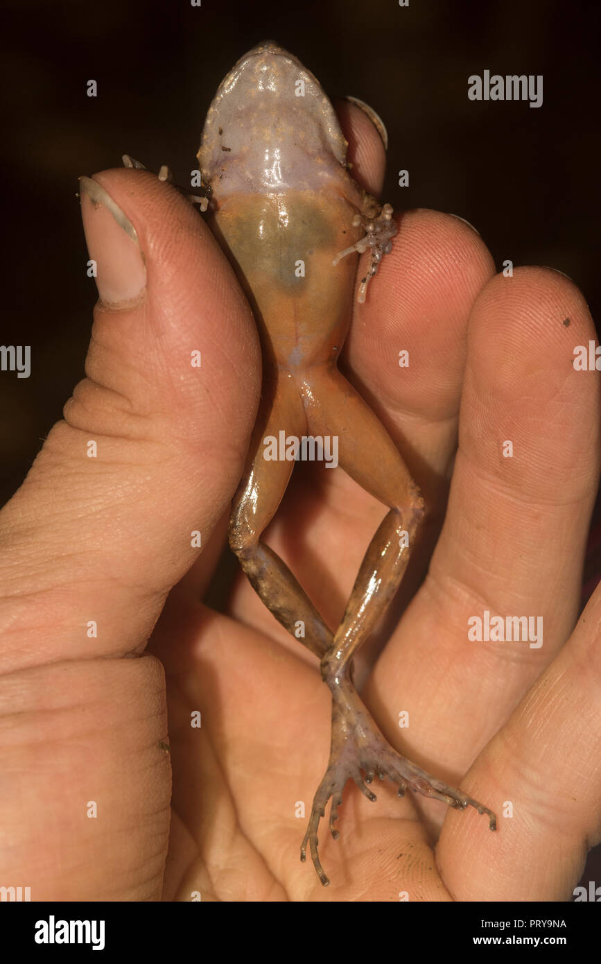 A frog's belly or underside being examined by a biologist (me) for a study on biodiversity. Stock Photo