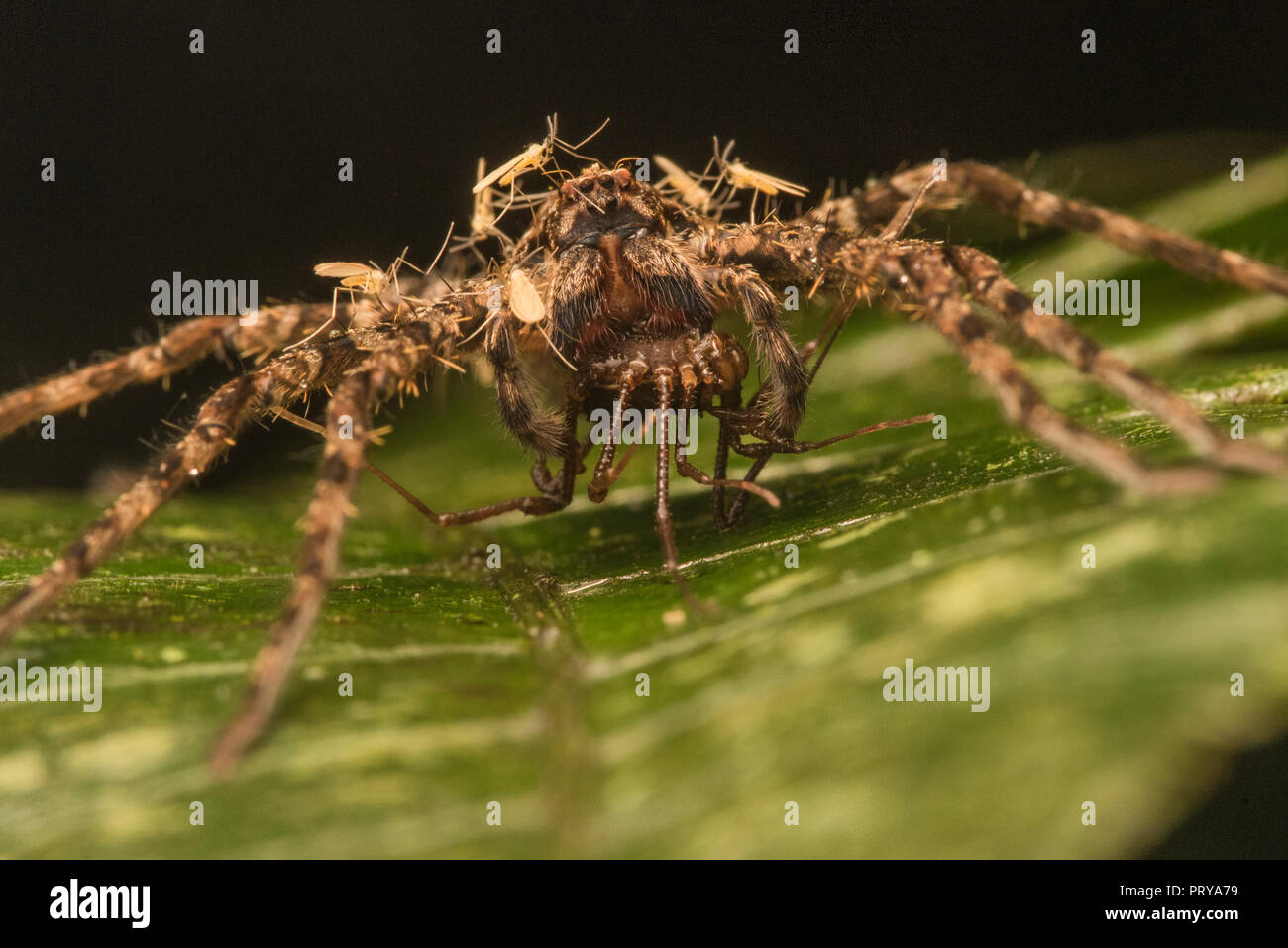 A large huntsman spider with prey, a swarm of gall midges (Cecidomyiidae) are sitting on him likely engaging in kleptoparasitism and stealing food. Stock Photo