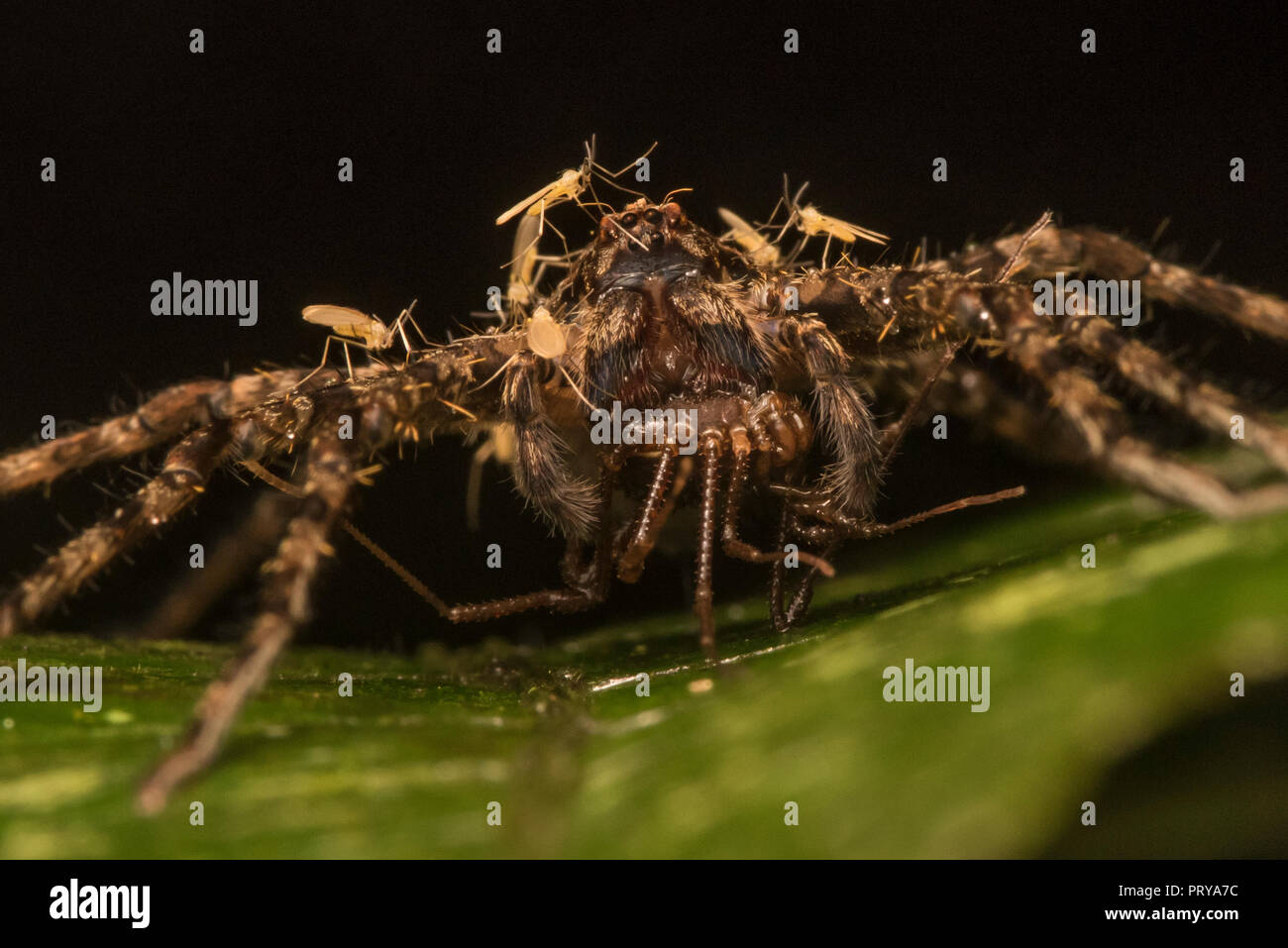 A large huntsman spider with prey, a swarm of gall midges (Cecidomyiidae) are sitting on him likely engaging in kleptoparasitism and stealing food. Stock Photo