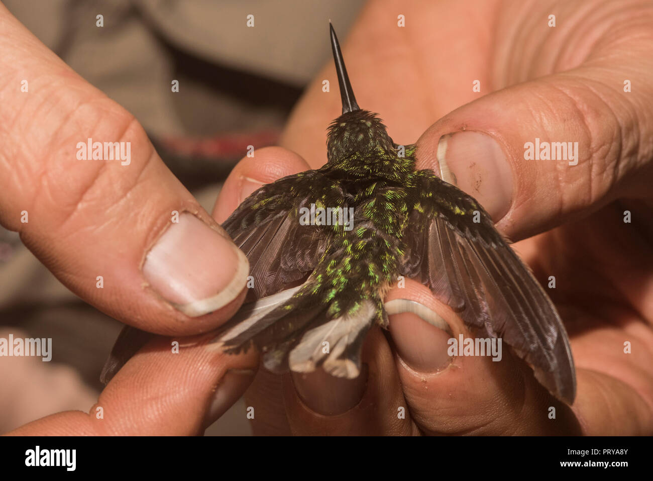 Colipito Ripatalo Colibri colipinto peruano hi-res stock photography and images - Alamy