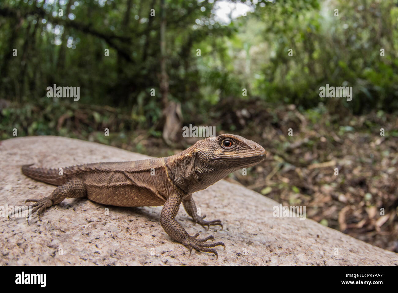 A rose whorltail iguana (Stenocercus roseiventris) a rare ground dwelling lizard species found in the Amazon rainforest. Stock Photo