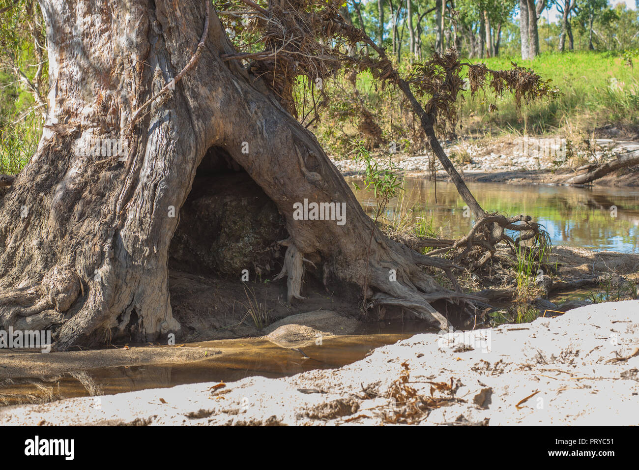 Hollow Tree in a Creek Bed Stock Photo