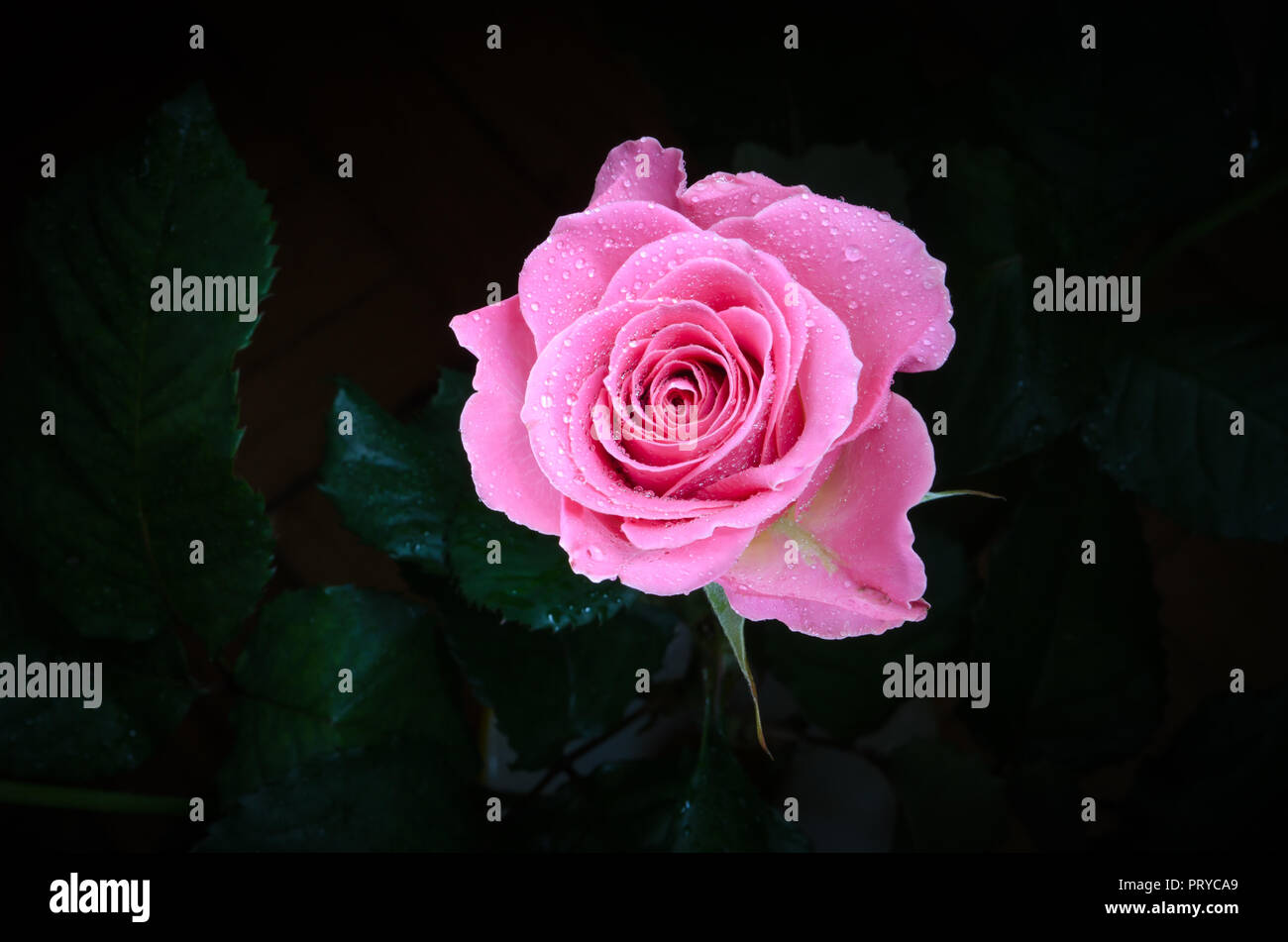 Beautiful pink rose with drops of dew, on black background Stock Photo ...