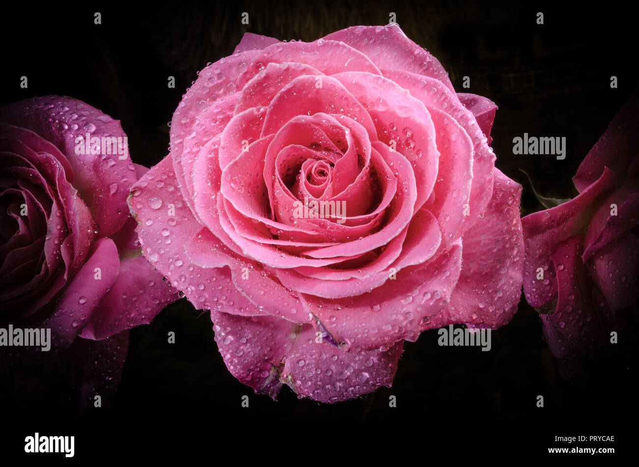 Beautiful pink rose with drops of dew, on black background Stock Photo ...
