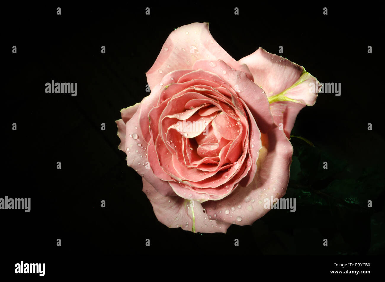 Beautiful Tea beige rose with drops of dew, on black background Stock ...
