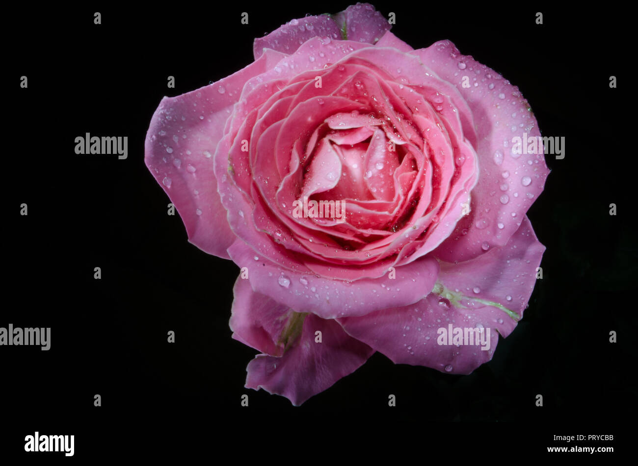 Beautiful pink rose with drops of dew, on black background Stock Photo ...