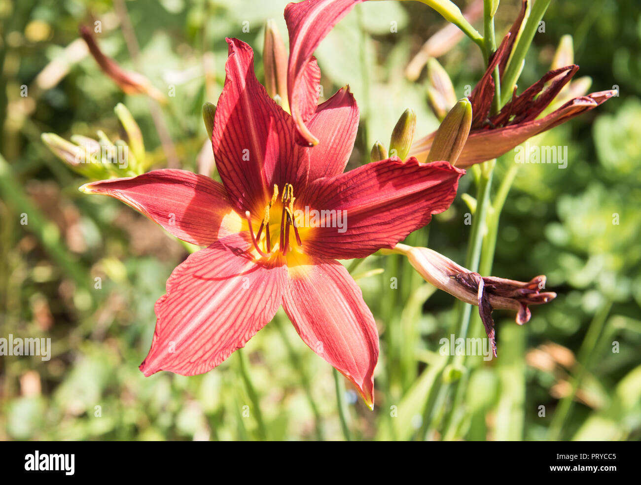 Vibrant lily flower in outdoor sunny garden in Waimate, New Zealand