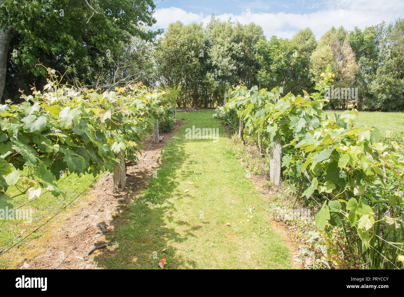 Grape vine growth in rows surrounded by trees on a sunny day in Waimate