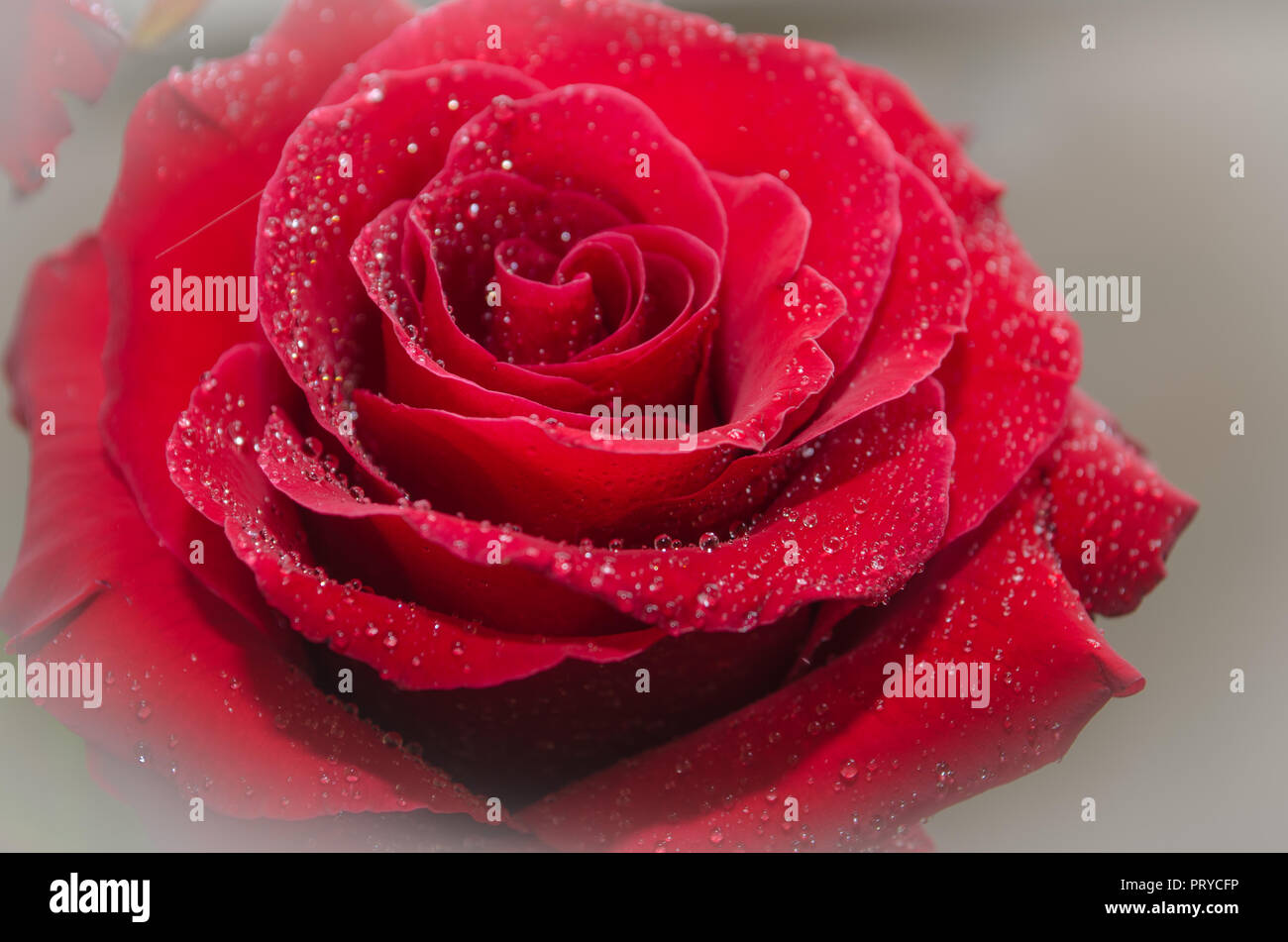 Beautiful red rose with drops of dew, on light background Stock Photo ...