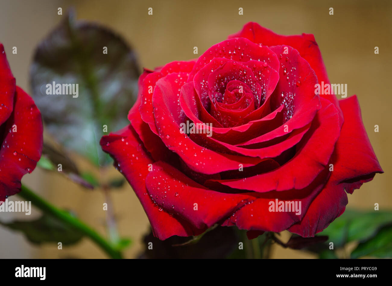 Beautiful red rose with drops of dew, on leaves background Stock Photo ...