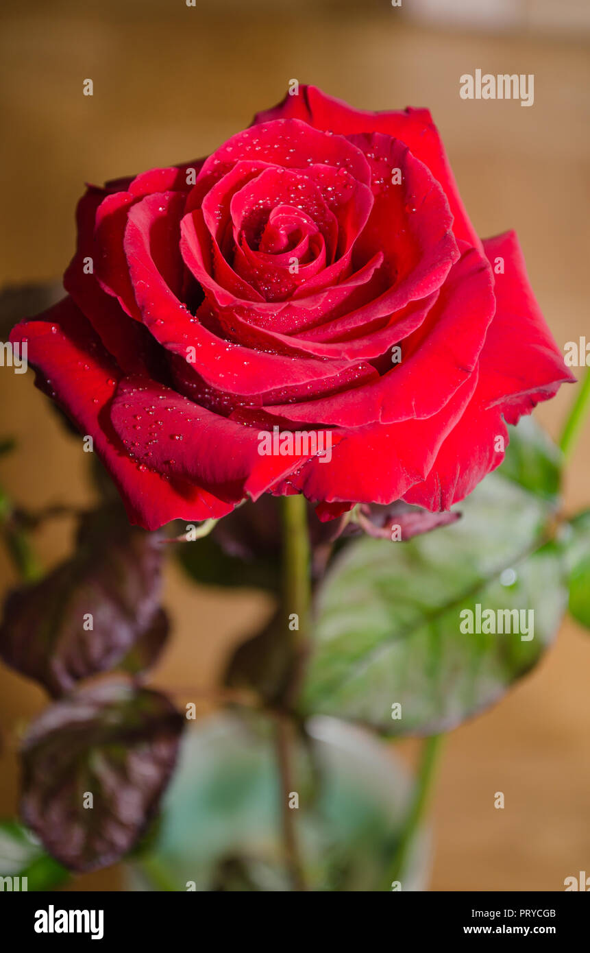 Beautiful red rose with drops of dew, on leaves background Stock Photo ...
