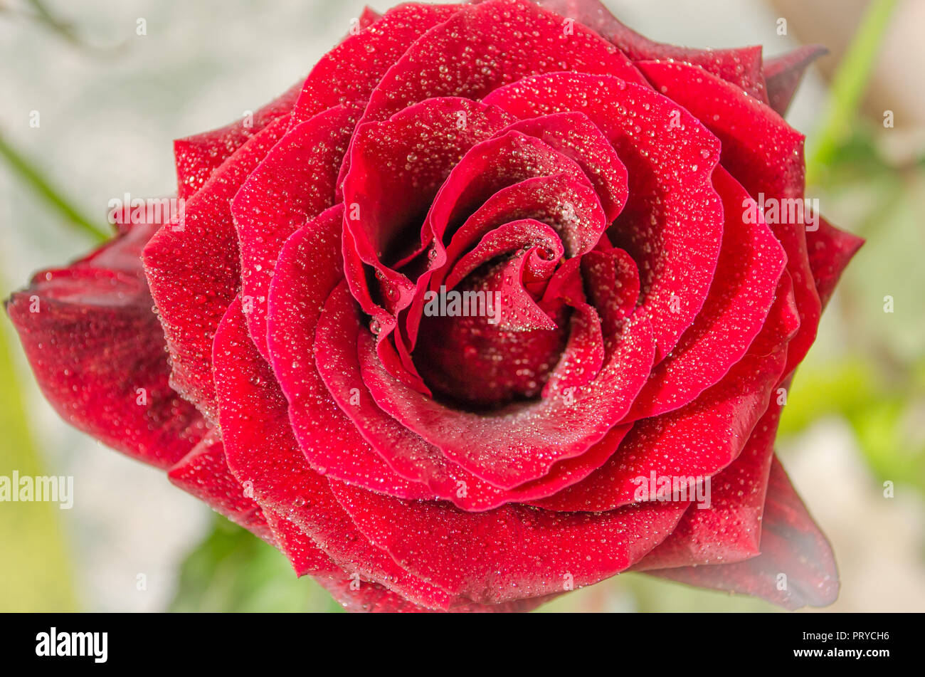 Beautiful red rose with drops of dew, on light background Stock Photo ...