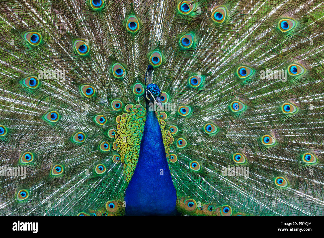 Peacock with feathers spread hires stock photography and images Alamy