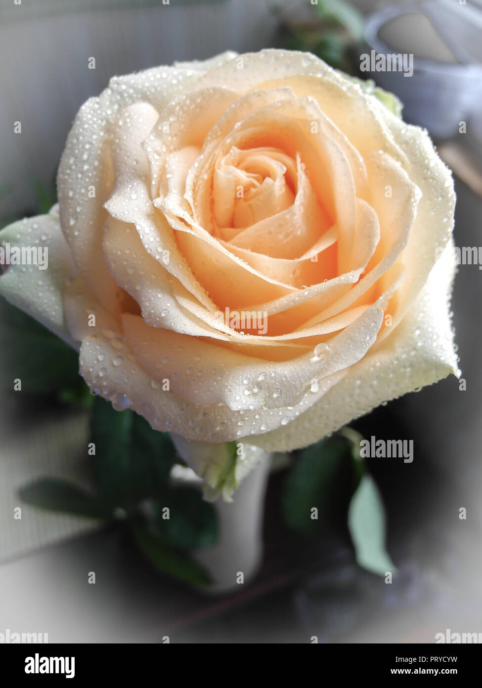 Beautiful tea-yellow rose on ligth background with leaves Stock Photo