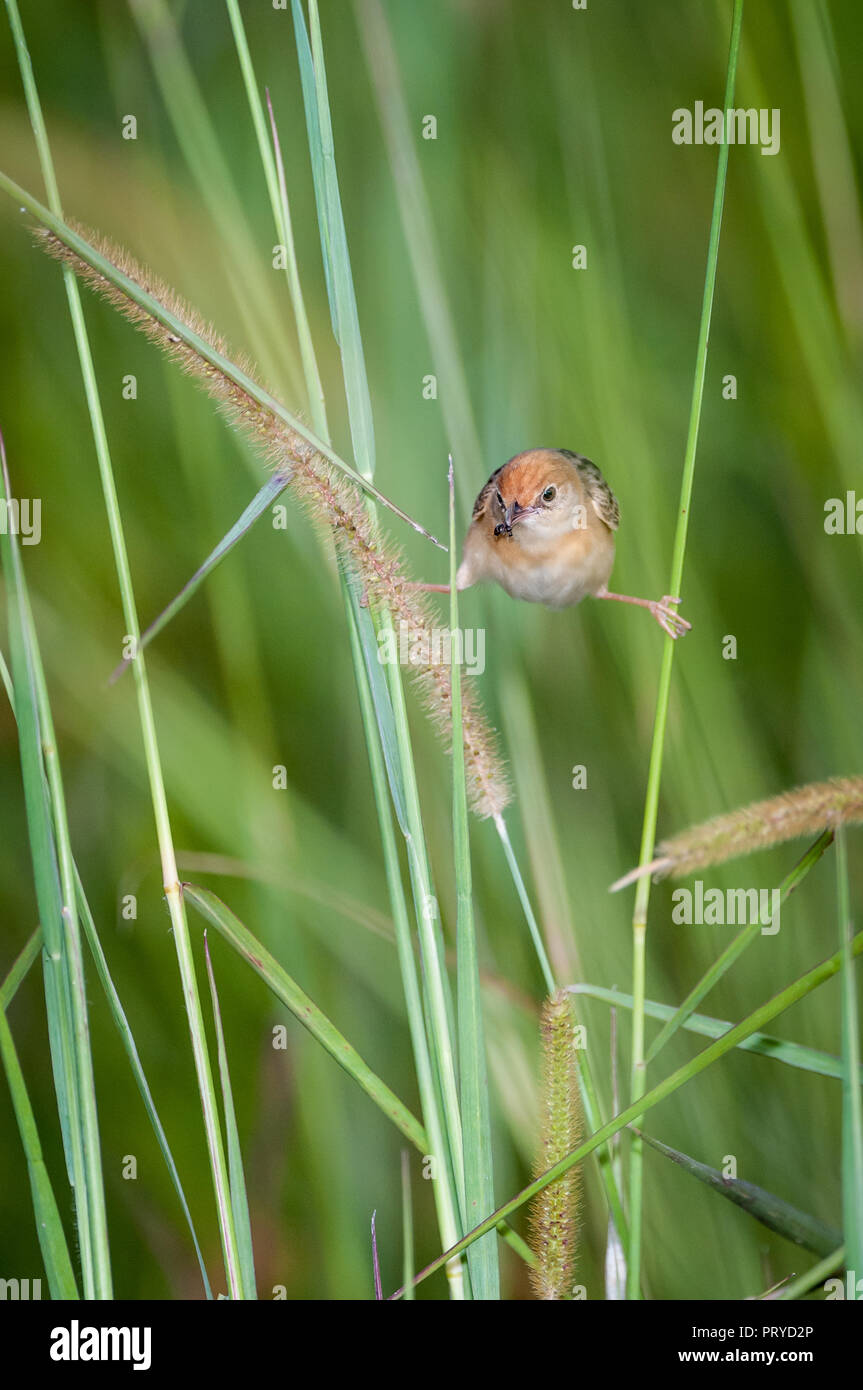 Golden headed Cisticola with prey item in beak perched spread leg on two stalks of grass in Tinaburra, Queensland. Stock Photo