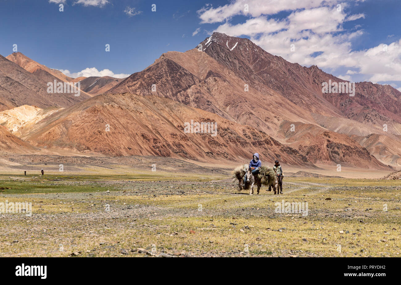 Images taken of Kyrgyz nomads riding donkeys carrying Ceratoides papposa back to their yurt camp to burn in the remote Pshart Valley, Gorno-Badakhshan Stock Photo