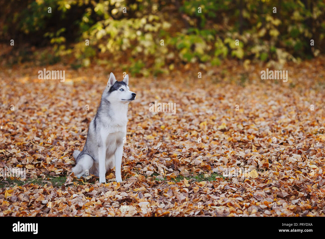 Siberian husky dog with blue eyes sitting and looks. Autumn park ...